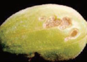 Korean_Melon_Disease
